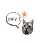 猫のよもぎ（個別スタンプ：4）