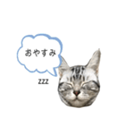 猫のよもぎ（個別スタンプ：5）