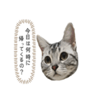 猫のよもぎ（個別スタンプ：6）