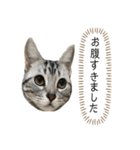 猫のよもぎ（個別スタンプ：7）