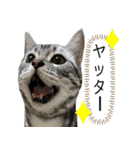 猫のよもぎ（個別スタンプ：10）