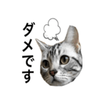 猫のよもぎ（個別スタンプ：11）