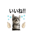 猫のよもぎ（個別スタンプ：12）