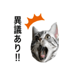 猫のよもぎ（個別スタンプ：14）