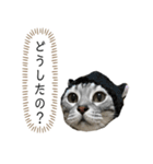 猫のよもぎ（個別スタンプ：15）