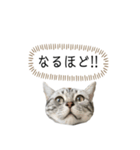 猫のよもぎ（個別スタンプ：16）