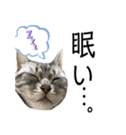 猫のよもぎ（個別スタンプ：17）