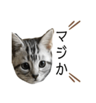 猫のよもぎ（個別スタンプ：18）