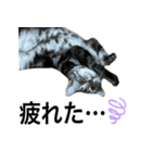 猫のよもぎ（個別スタンプ：19）