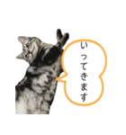 猫のよもぎ（個別スタンプ：20）
