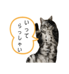 猫のよもぎ（個別スタンプ：21）