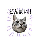 猫のよもぎ（個別スタンプ：23）