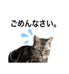 猫のよもぎ（個別スタンプ：24）