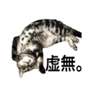 猫のよもぎ（個別スタンプ：25）