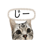 猫のよもぎ（個別スタンプ：27）