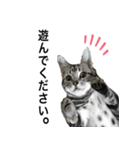 猫のよもぎ（個別スタンプ：28）
