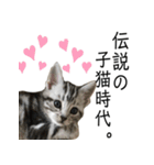 猫のよもぎ（個別スタンプ：29）