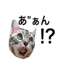 猫のよもぎ（個別スタンプ：31）