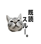 猫のよもぎ（個別スタンプ：32）