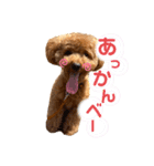 トイプードルのつむぎ♩（個別スタンプ：1）
