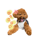 トイプードルのつむぎ♩（個別スタンプ：2）