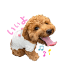 トイプードルのつむぎ♩（個別スタンプ：3）