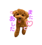 トイプードルのつむぎ♩（個別スタンプ：4）