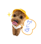 トイプードルのつむぎ♩（個別スタンプ：5）
