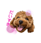 トイプードルのつむぎ♩（個別スタンプ：6）