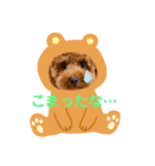 トイプードルのつむぎ♩（個別スタンプ：7）