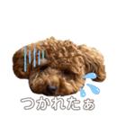 トイプードルのつむぎ♩（個別スタンプ：8）