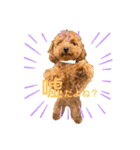トイプードルのつむぎ♩（個別スタンプ：9）