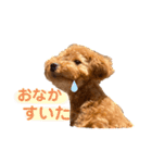 トイプードルのつむぎ♩（個別スタンプ：11）