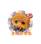 トイプードルのつむぎ♩（個別スタンプ：12）