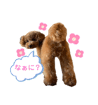 トイプードルのつむぎ♩（個別スタンプ：14）