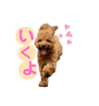 トイプードルのつむぎ♩（個別スタンプ：16）