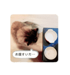 TONOスタンプ（個別スタンプ：2）