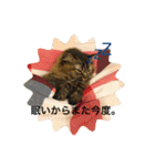 TONOスタンプ（個別スタンプ：3）