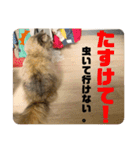 TONOスタンプ（個別スタンプ：12）