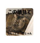 TONOスタンプ（個別スタンプ：23）