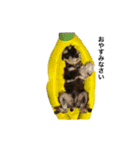 クッキー茶々丸（個別スタンプ：12）