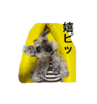 クッキー茶々丸（個別スタンプ：15）
