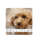 ろわのすたんぷ（個別スタンプ：1）