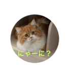 にゃーの巻（個別スタンプ：1）