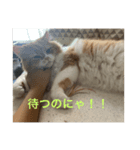 にゃーの巻（個別スタンプ：3）