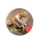にゃーの巻（個別スタンプ：6）