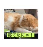 にゃーの巻（個別スタンプ：7）