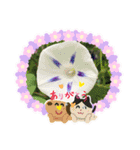 朝顔♥️（個別スタンプ：5）