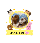 ピットブル＆ブルドッグ♡お茶目なブリガジ5（個別スタンプ：4）