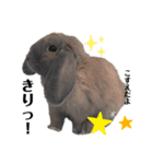 ウサギのこすえ②（個別スタンプ：5）